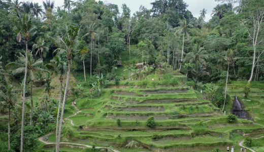 【バリ・ウブド観光】カフェ・グルメ・絶景を巡る大人女子の癒し旅ガイド